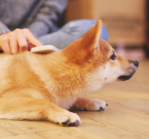 イメージ：愛犬と泊まれる宿